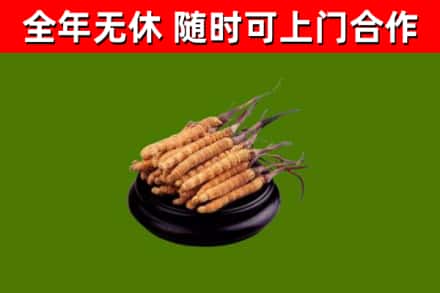 大新县回收散虫草