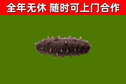 大新县回收海参干